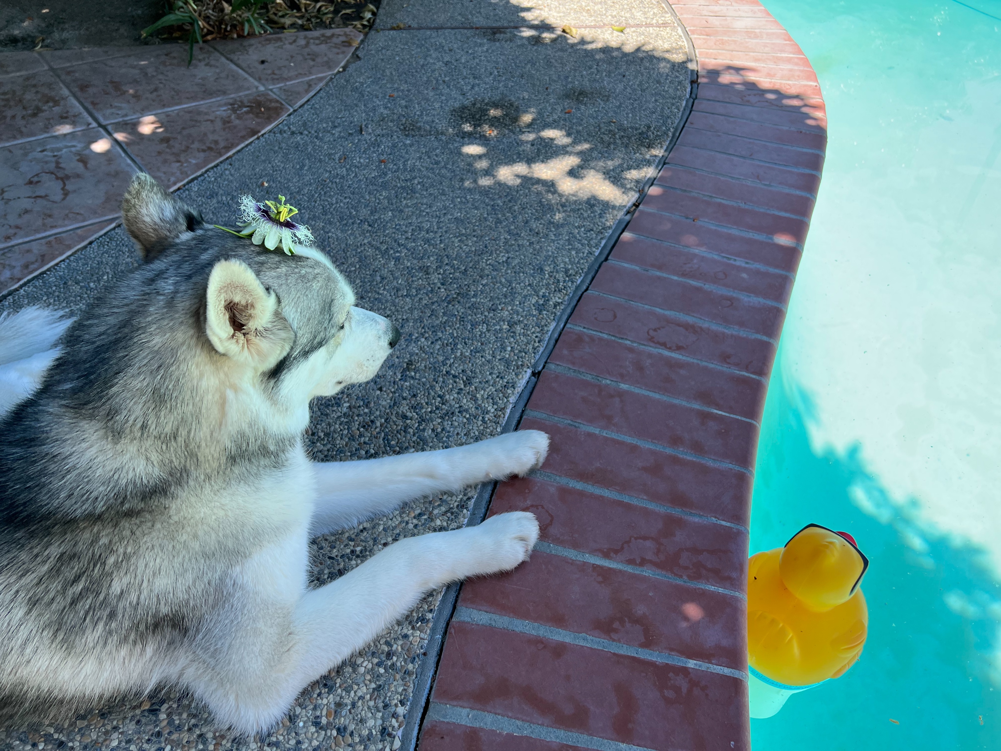 oyuki at pool
