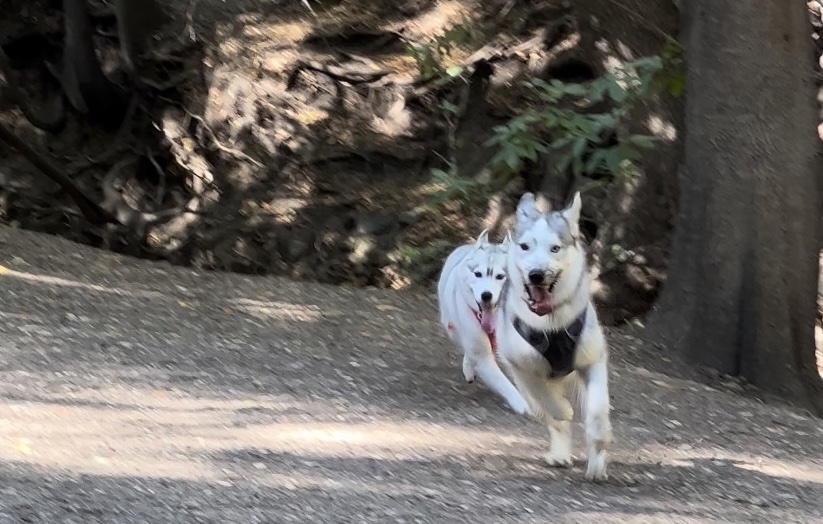 Oyuki at Stulsaft park